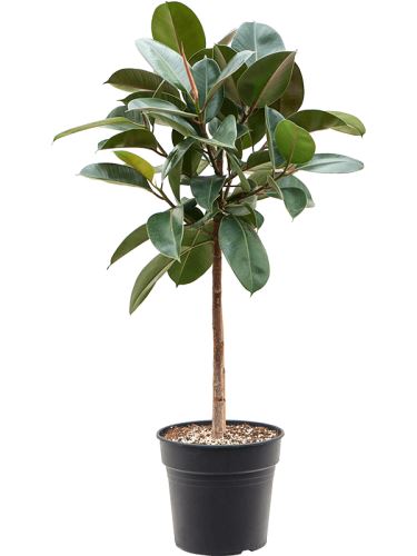 Ficus elastica 'Robusta' na kmeni R30 V140cm